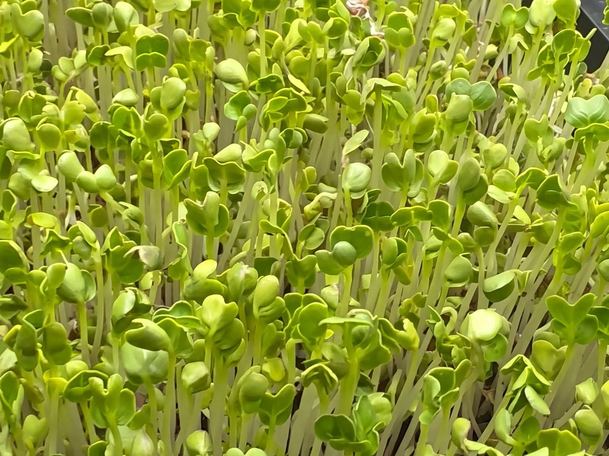 Arugula microgreens growing in a tray