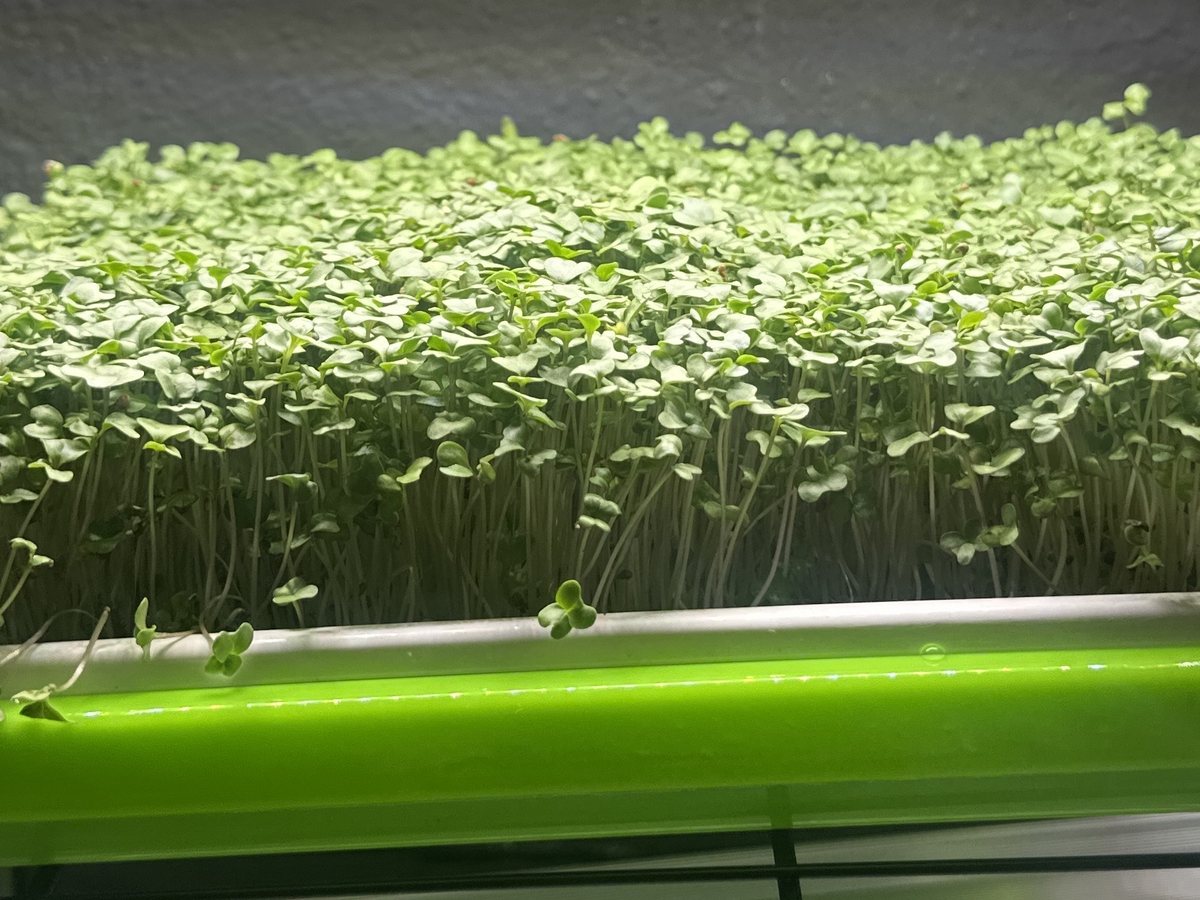Broccoli microgreens growing in a tray