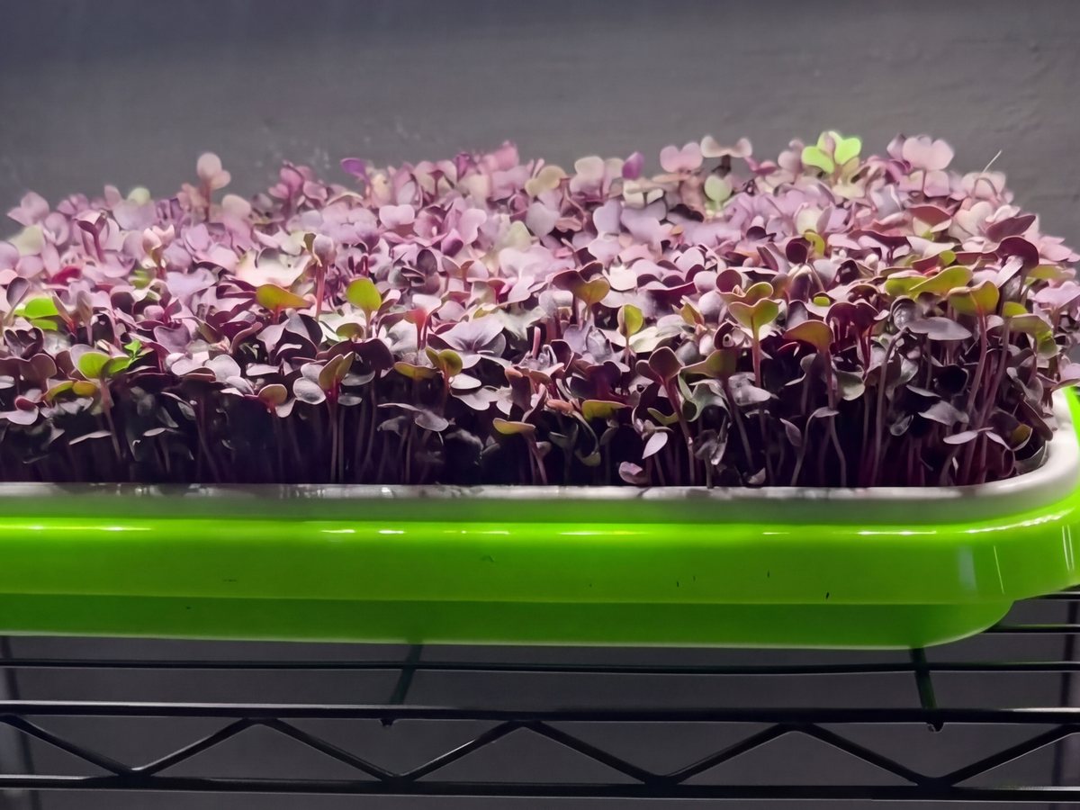 Purple Radish microgreens growing in a tray